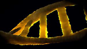 Genetics-DNA
