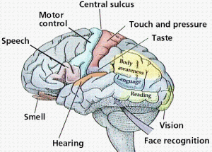 Brain and the 5 Senses